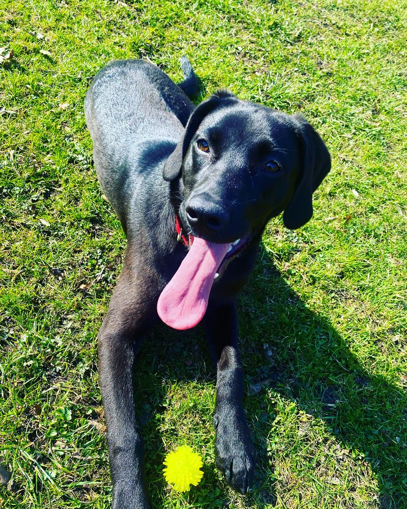 “A dog is an image of a friend. ...