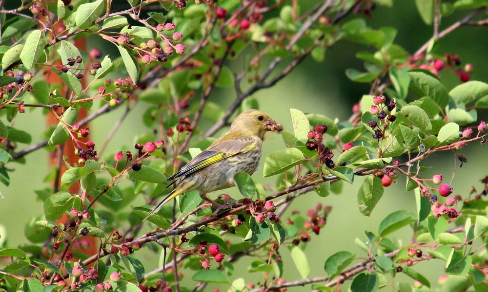 Photograph by Жанна Нечаева