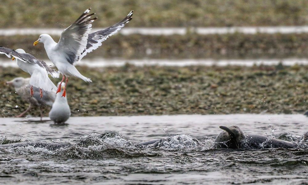 Морская столовая