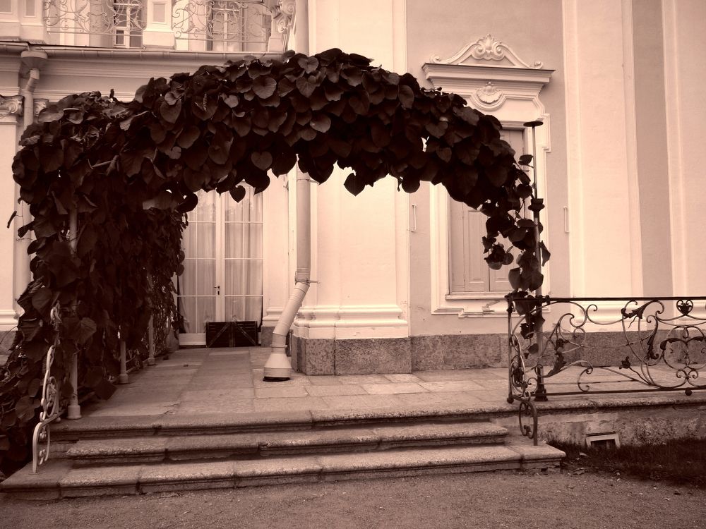 Красивая арка из листьев