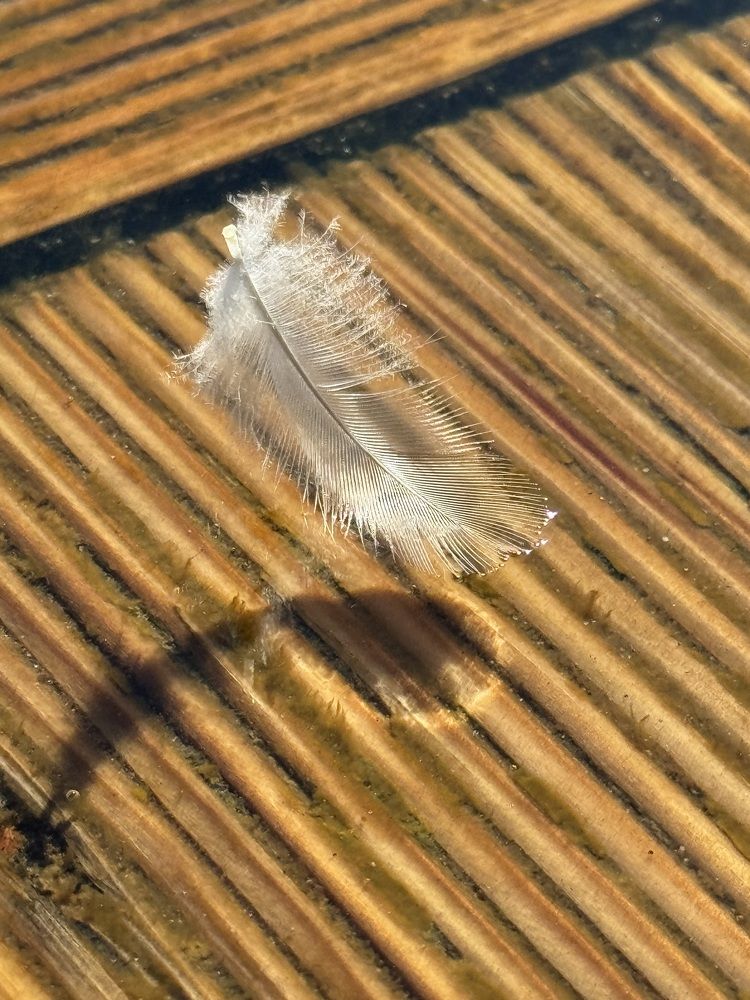 Photograph by Елена Карпухно