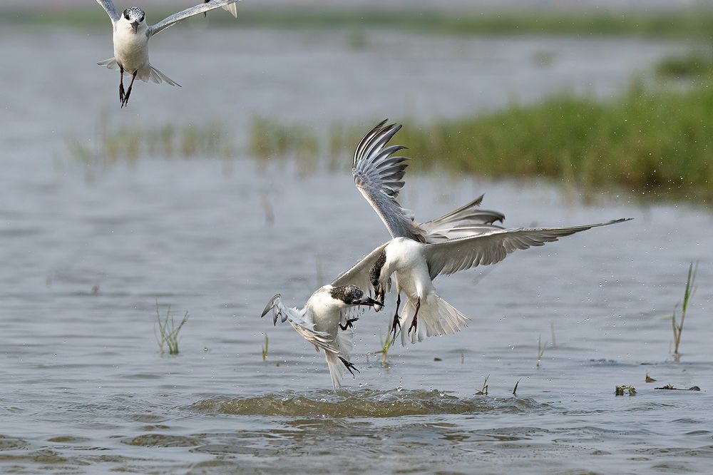 Photograph by Shivayogi Kanthi