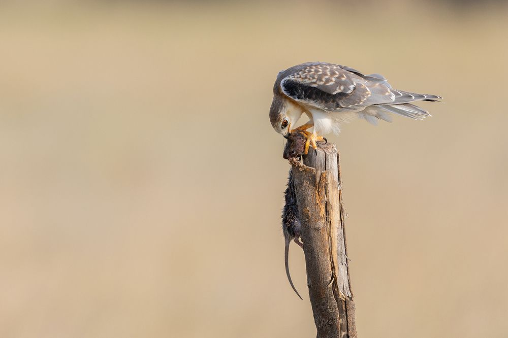 Photograph by Shivayogi Kanthi