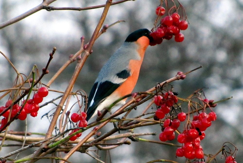 Photograph by Жанна Нечаева