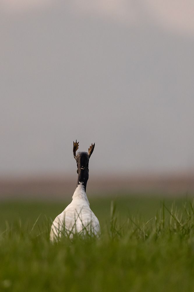 Photograph by Shivayogi Kanthi