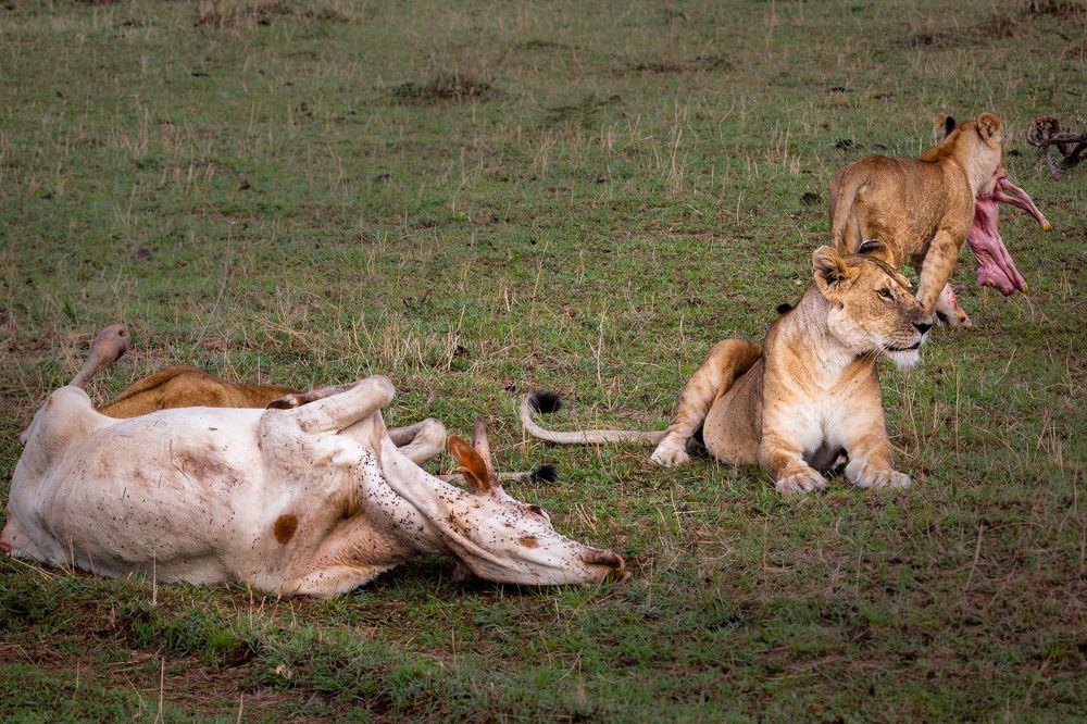 Photograph by Александр Горшенин