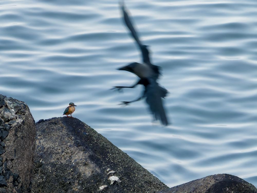 Daily Routine: Kingfisher vs Crow