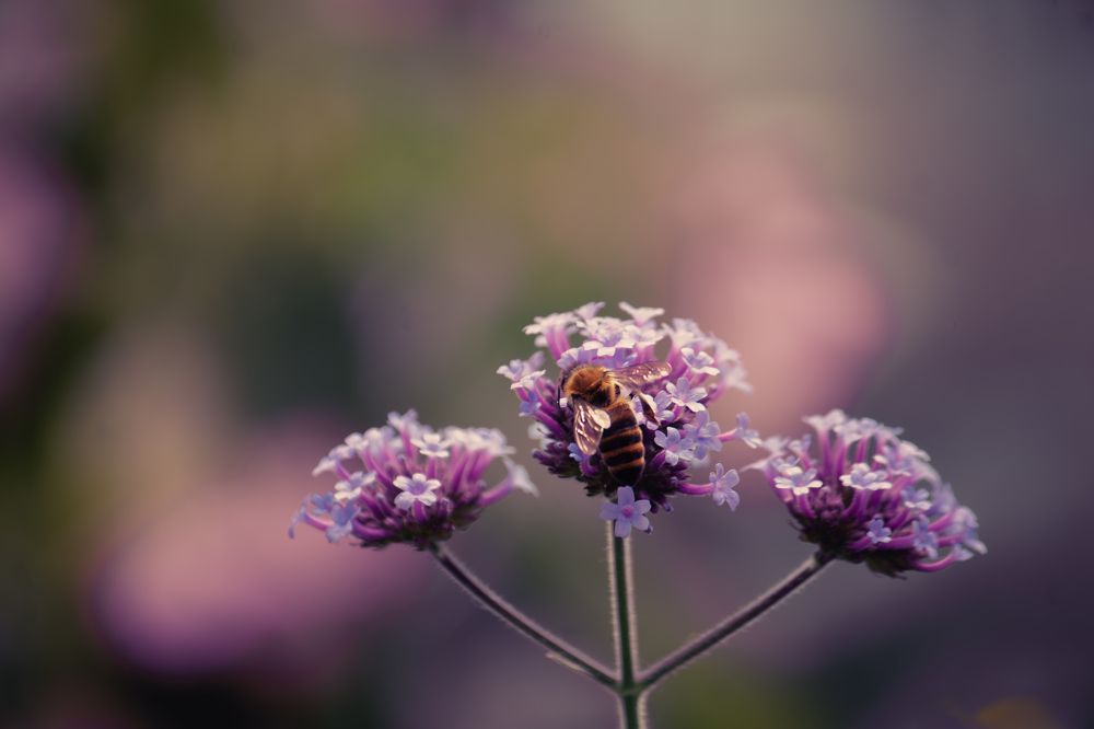 Photograph by Dina Garipova