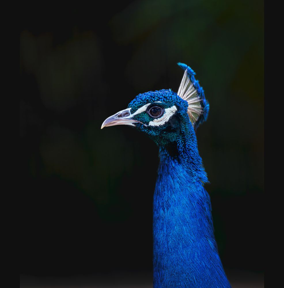 Elegance Personified