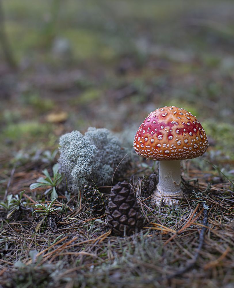 Лесные фотомодели.