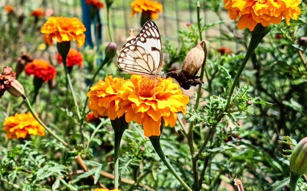 Butterfly on flower