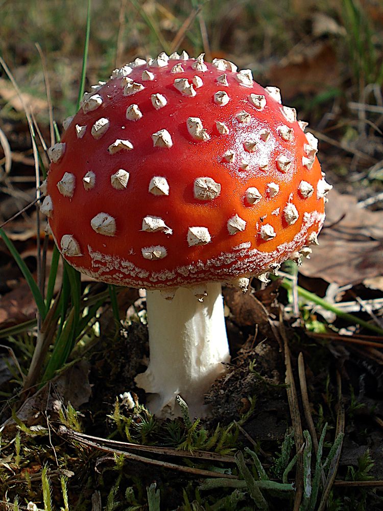 Царская шапка