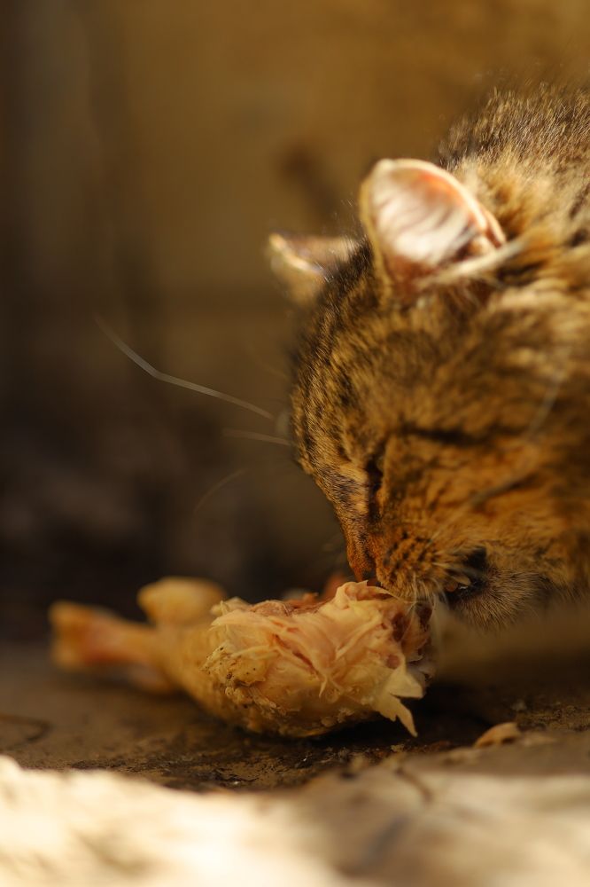 Фотография автора Мария Стратан