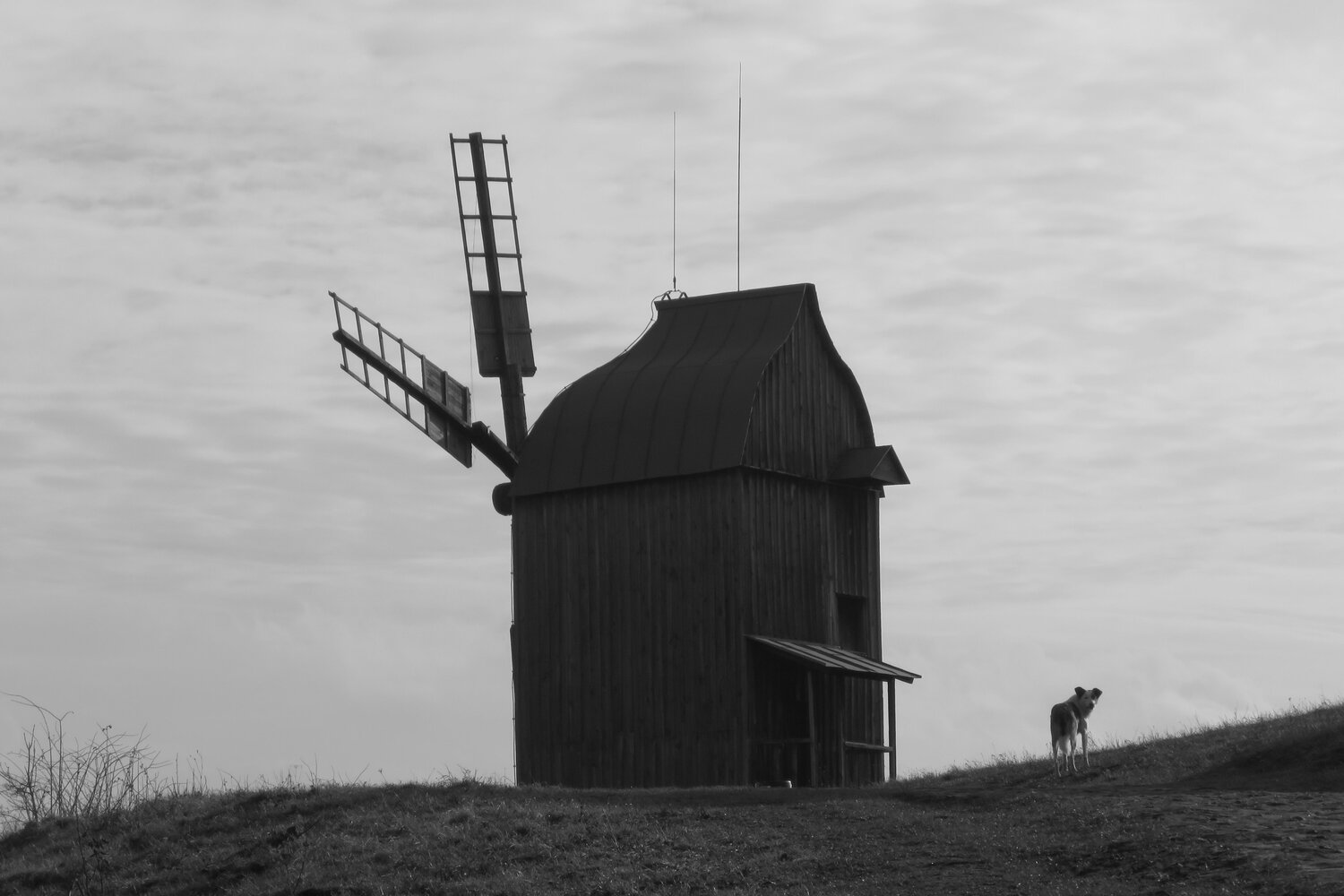 Photo #11030768