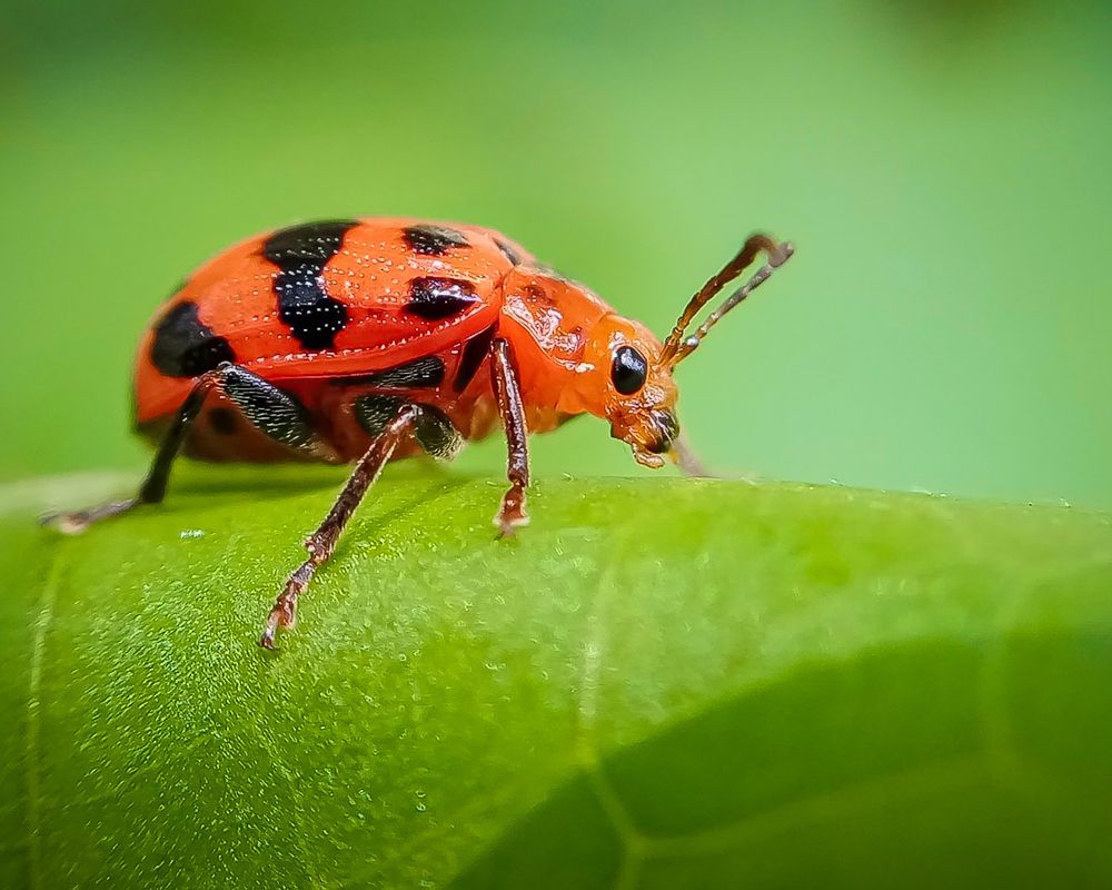 Photograph by A .Thimira dinisuru