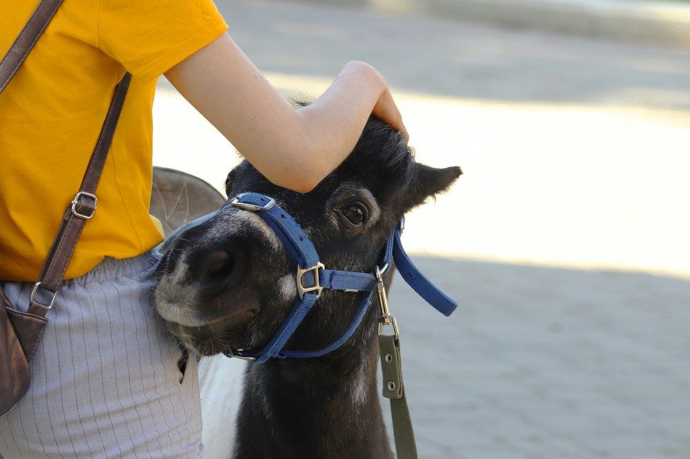 я люблю свою ... хозяйку.