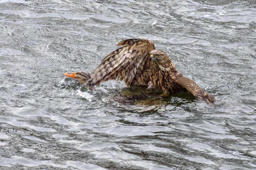 Photograph by Валерия Трейтяк