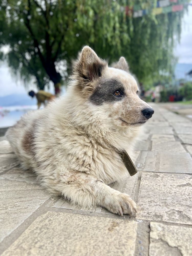 Photograph by Sajita Paudel