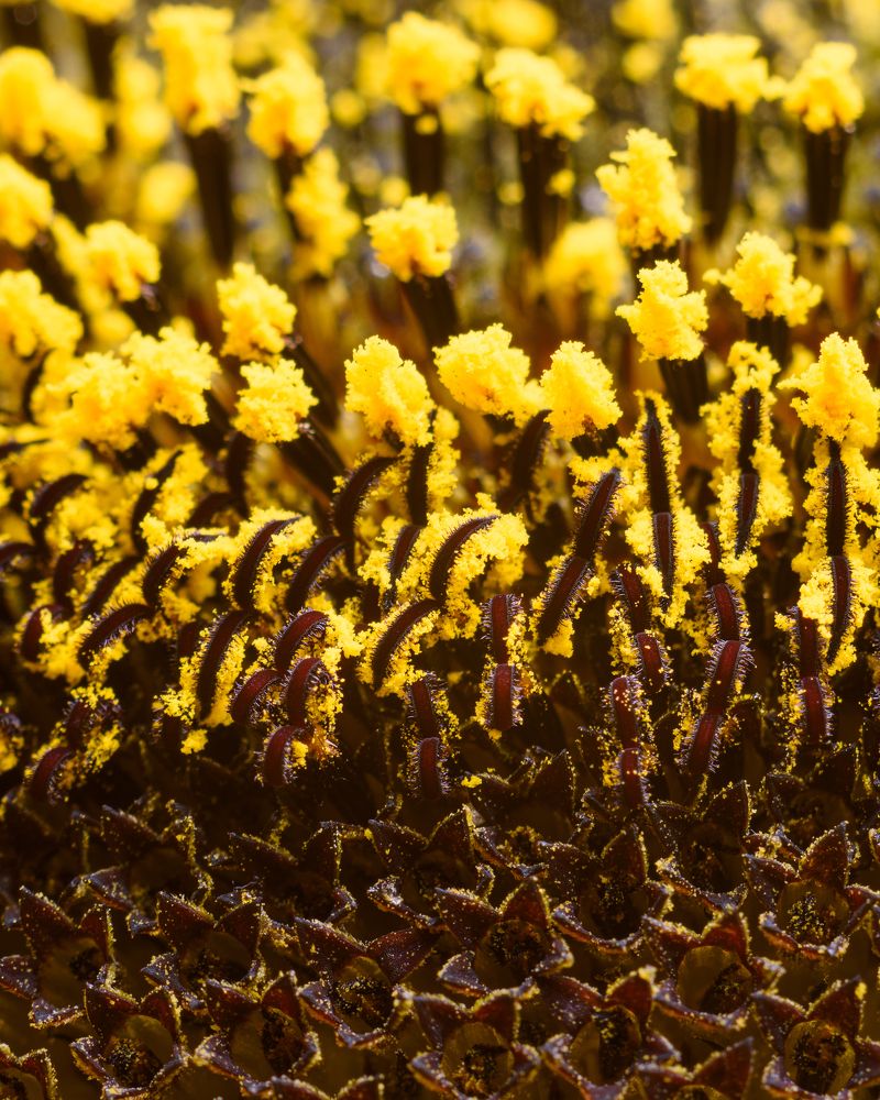 Photograph by Arturs Buza-Bosvehters