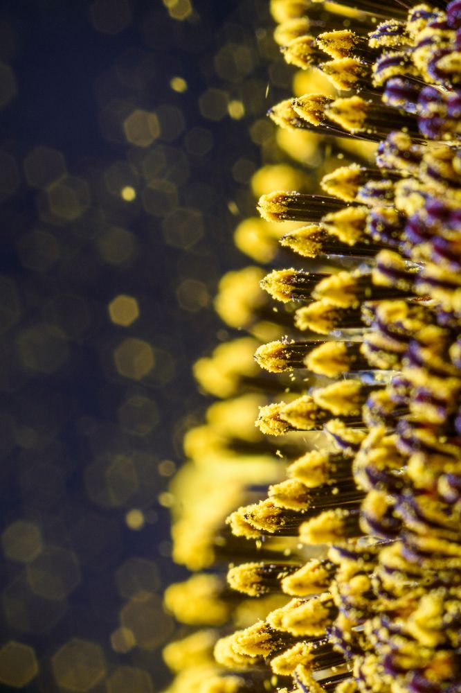 Photograph by Arturs Buza-Bosvehters