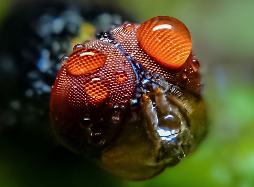 Photograph by M.Maleesha Sathsara Perera