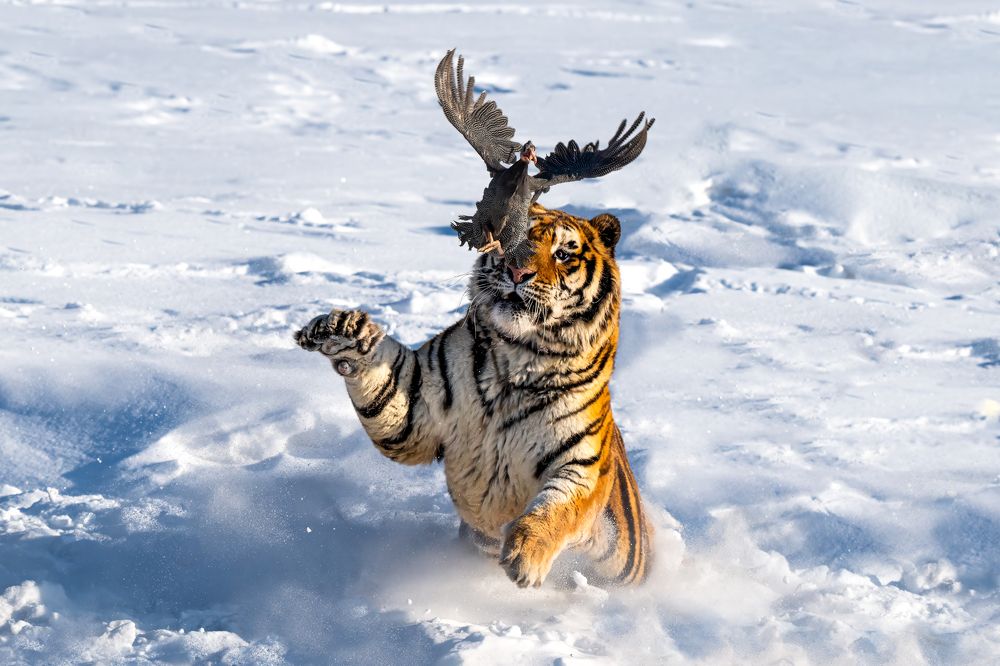 Photograph by Николай Мозгунов