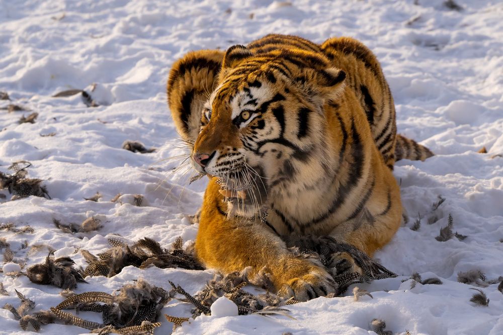 Photograph by Николай Мозгунов