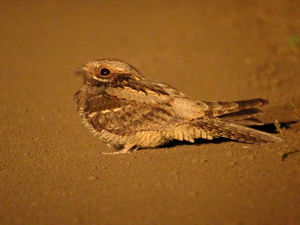 Photograph by Денис Веску