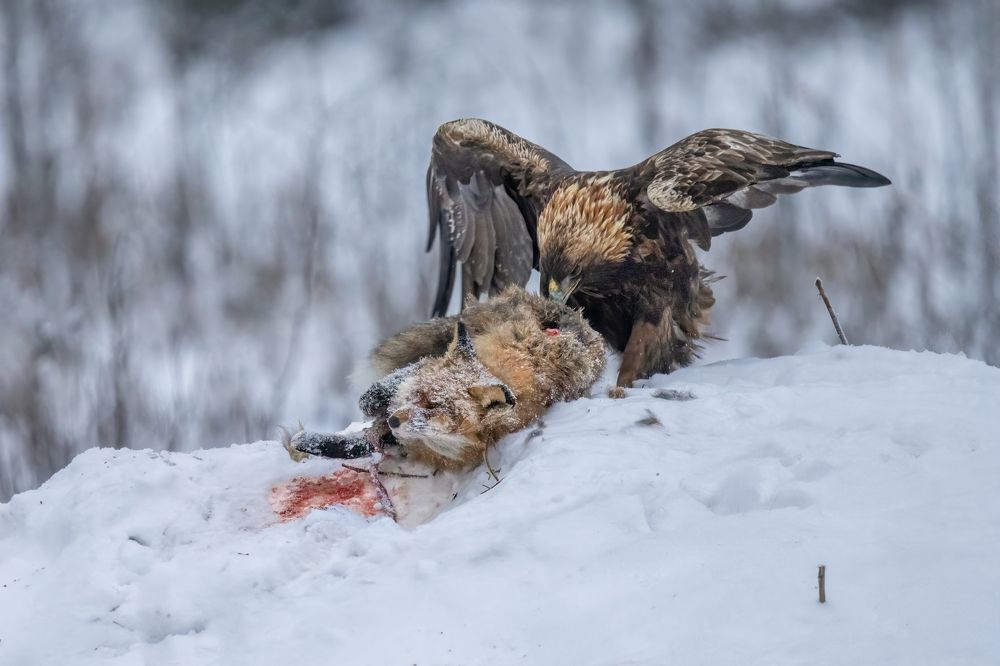 Photograph by Валерия Трейтяк