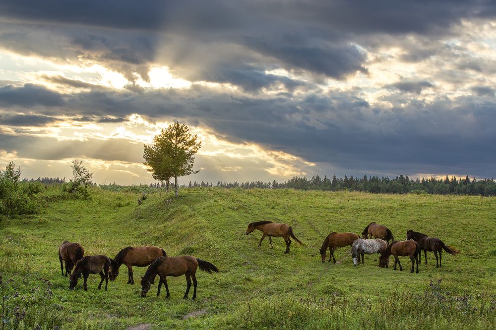 Июльская пасторалька