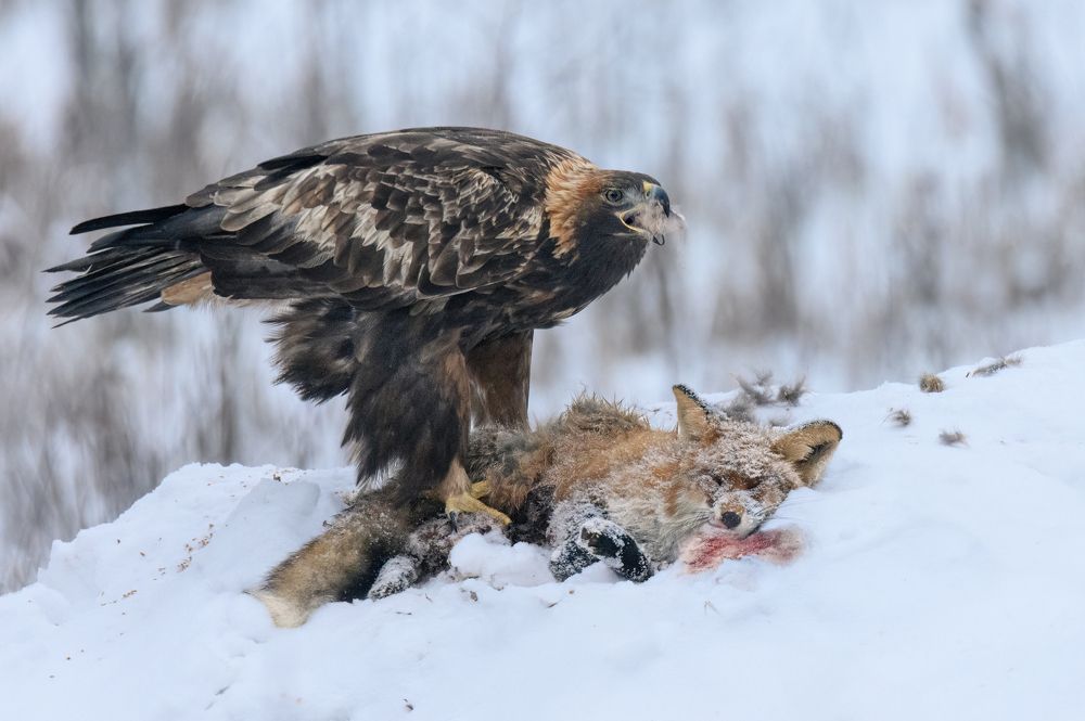 Photograph by Валерия Трейтяк