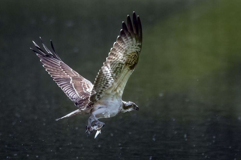 Photograph by Валерия Трейтяк