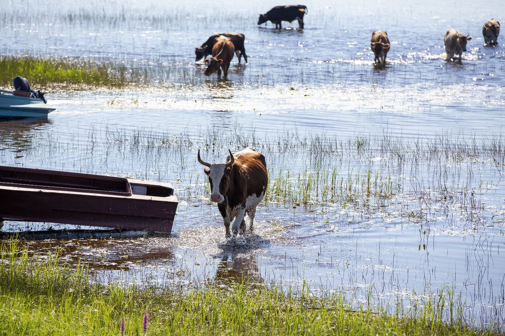 Купальщицы