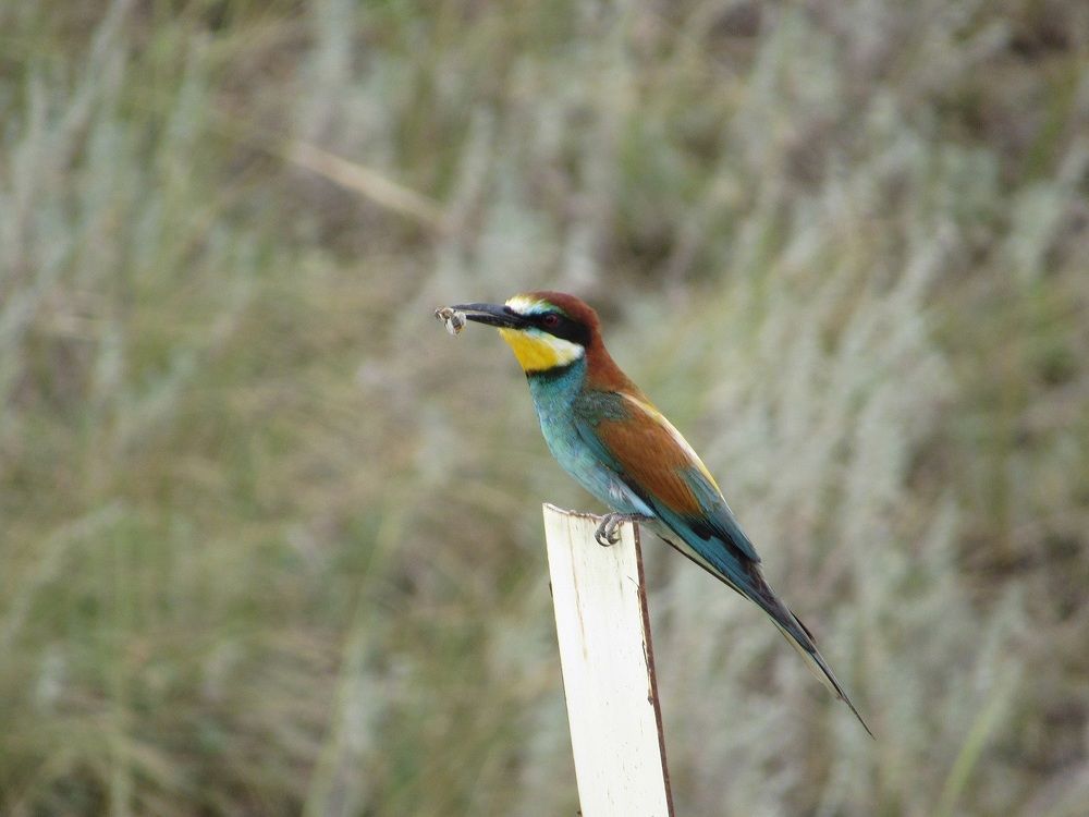 Photograph by Денис Веску