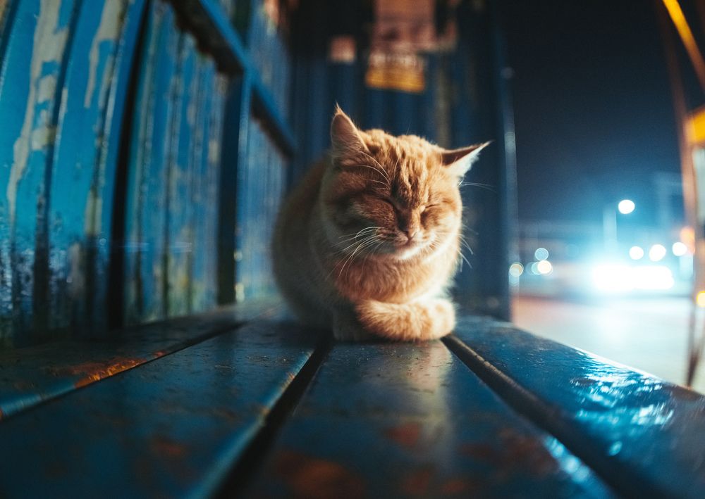 Фотография автора Арсений Шапуров