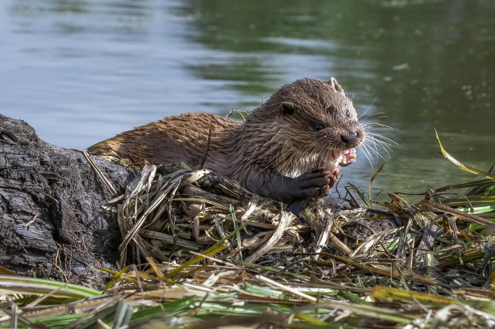 Photograph by Валерия Трейтяк