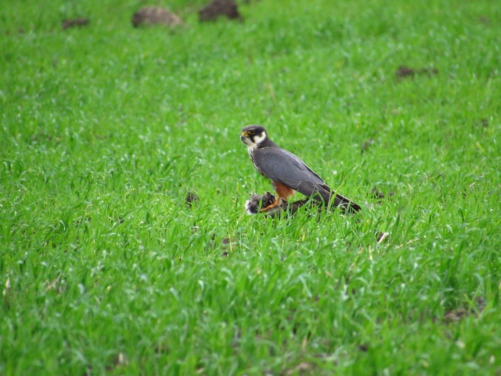 Photograph by Денис Веску