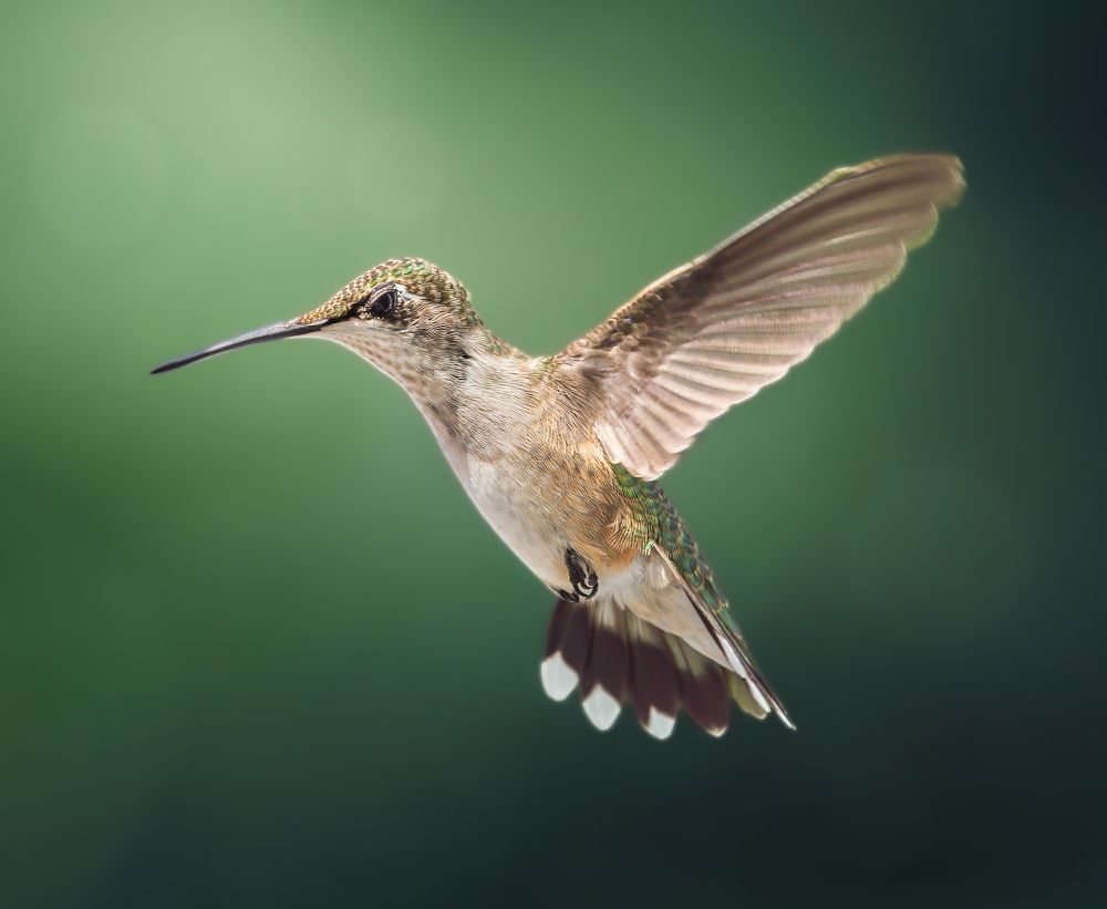 Hummingbirds in flight