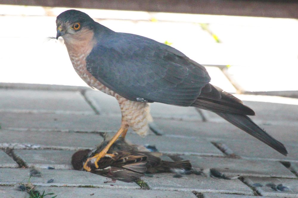 Фотография автора Elena Ku