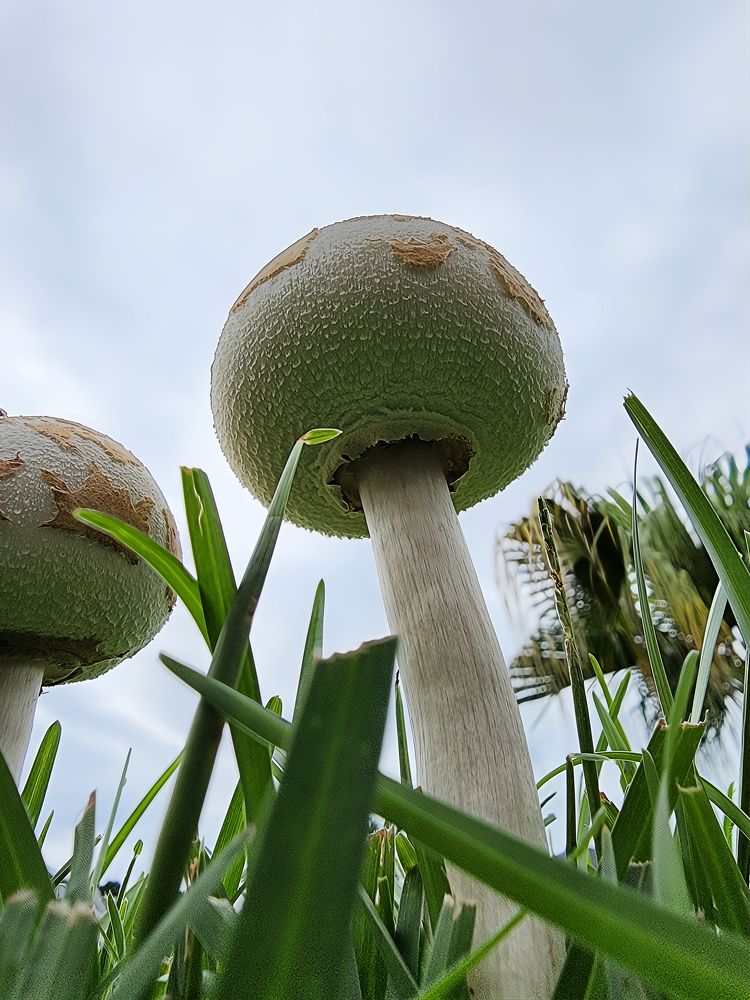 Young Green-spored Parasol Mushroom