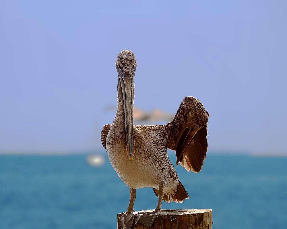 Young Brown Pelican