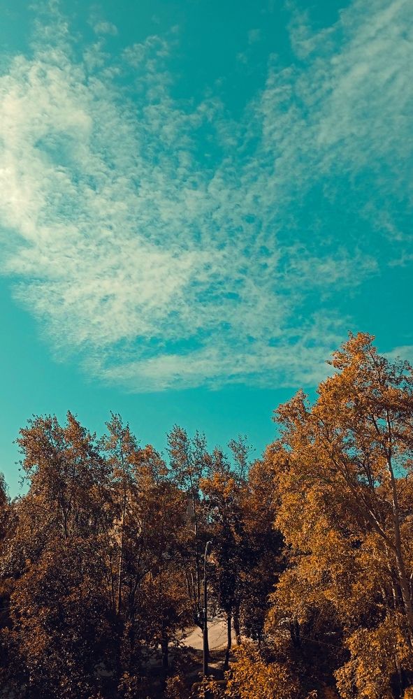 Осеннее утро