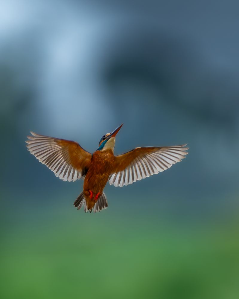 Photograph by Vipin P C