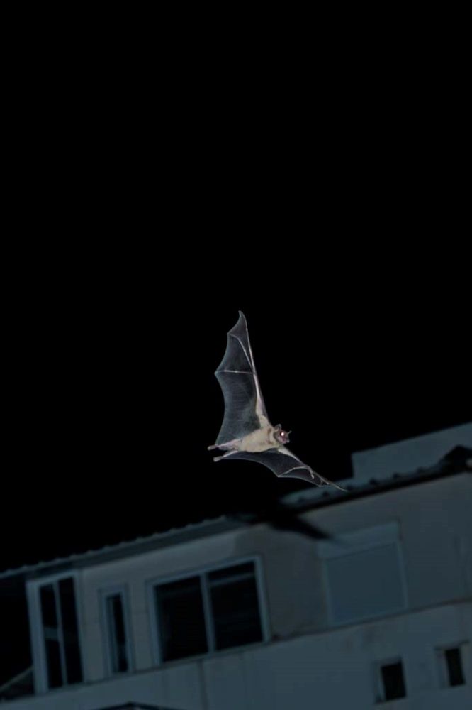 Photograph by Sharone