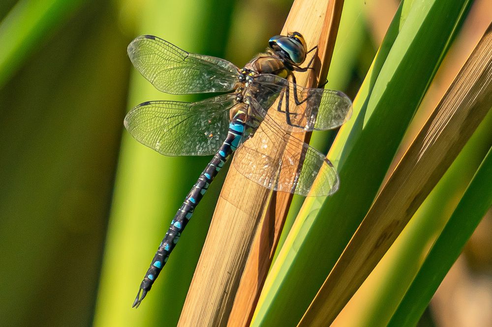 Стрекоза Дозорщик Император.