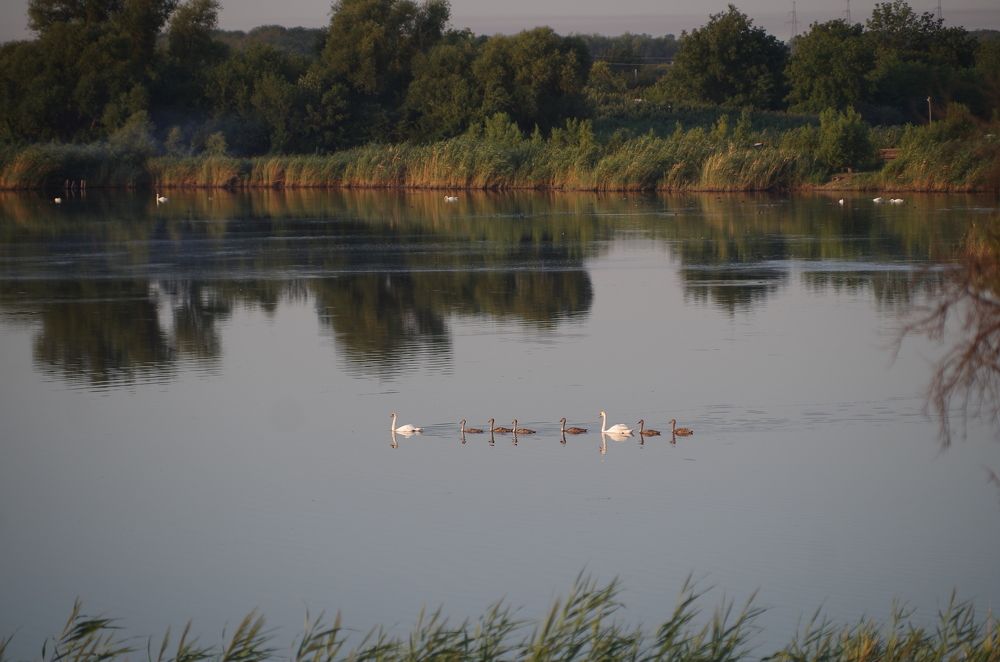 Лебединая семья