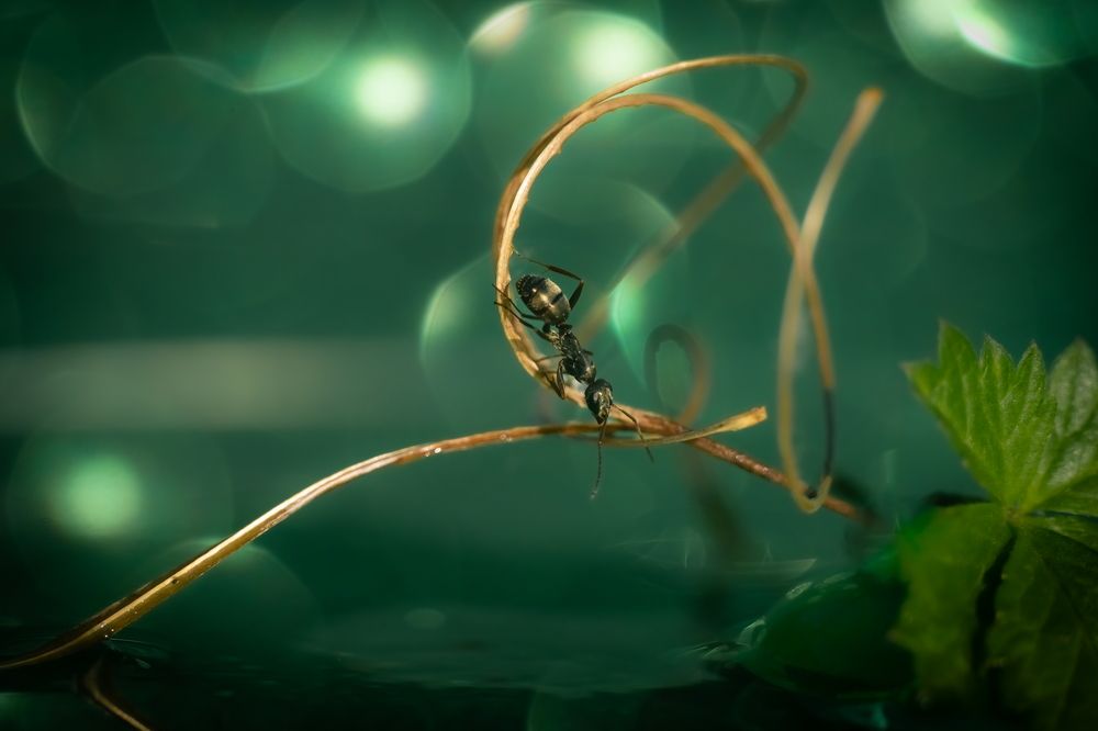 Photograph by Николай Фонарёв