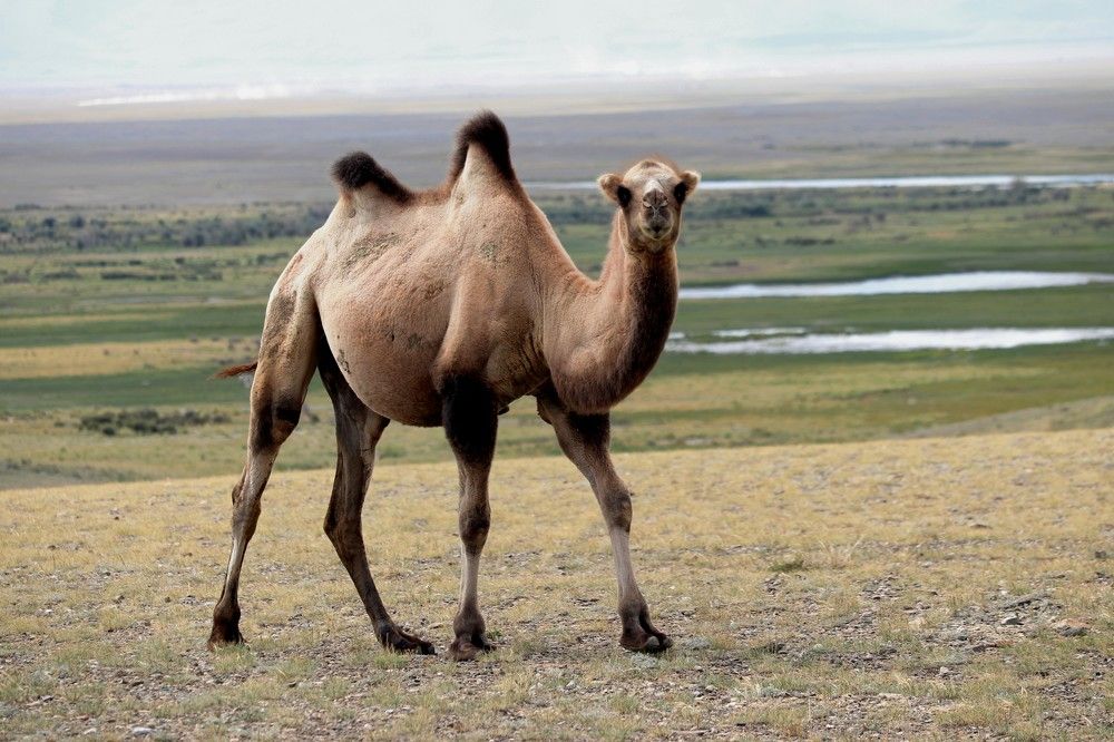 Photograph by Галина Мазур