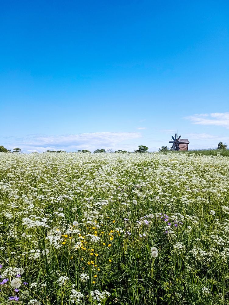 The meadow and the mill