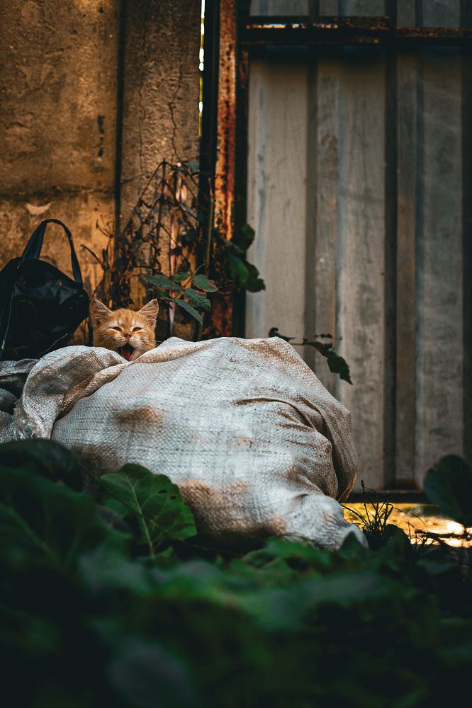 Photograph by Руслана Ковалевская